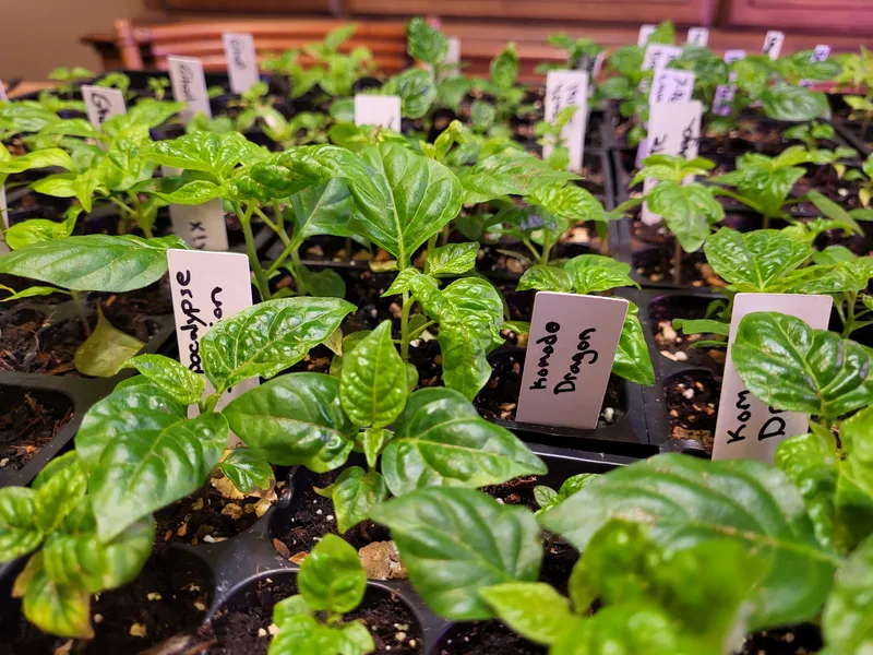 Pepper seedlings.