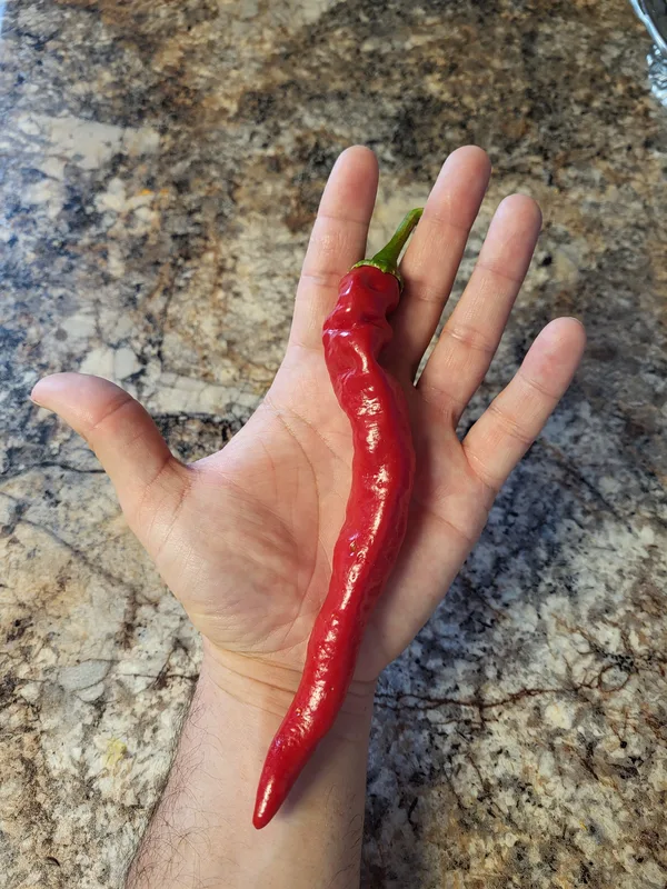 Ripe, cow horn chili pepper.