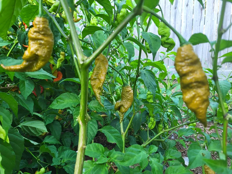 Golden primotalli peppers, on the vine.