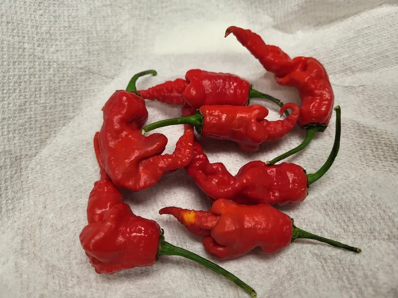 Red ghost peppers.