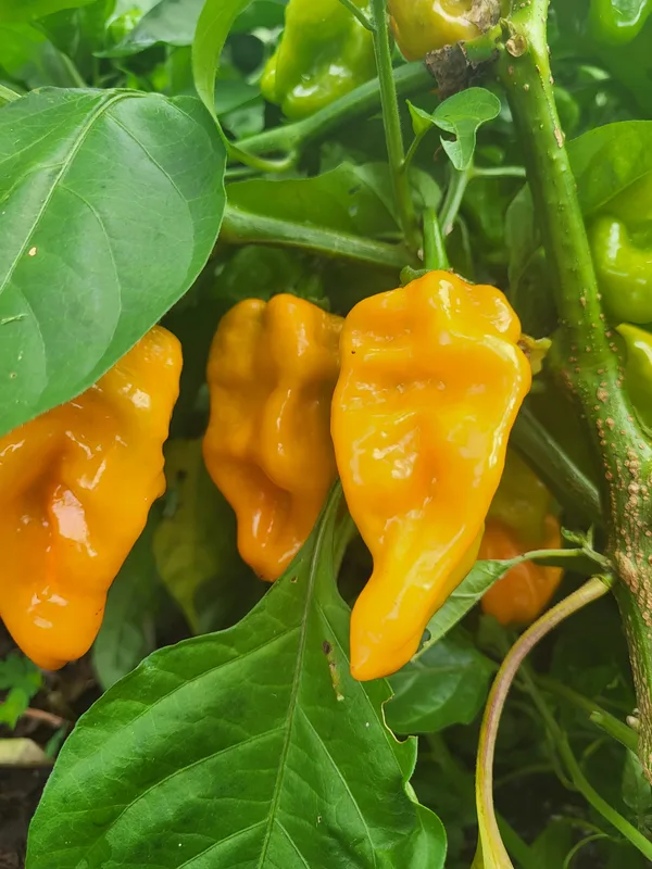 Peppers on the vine.
