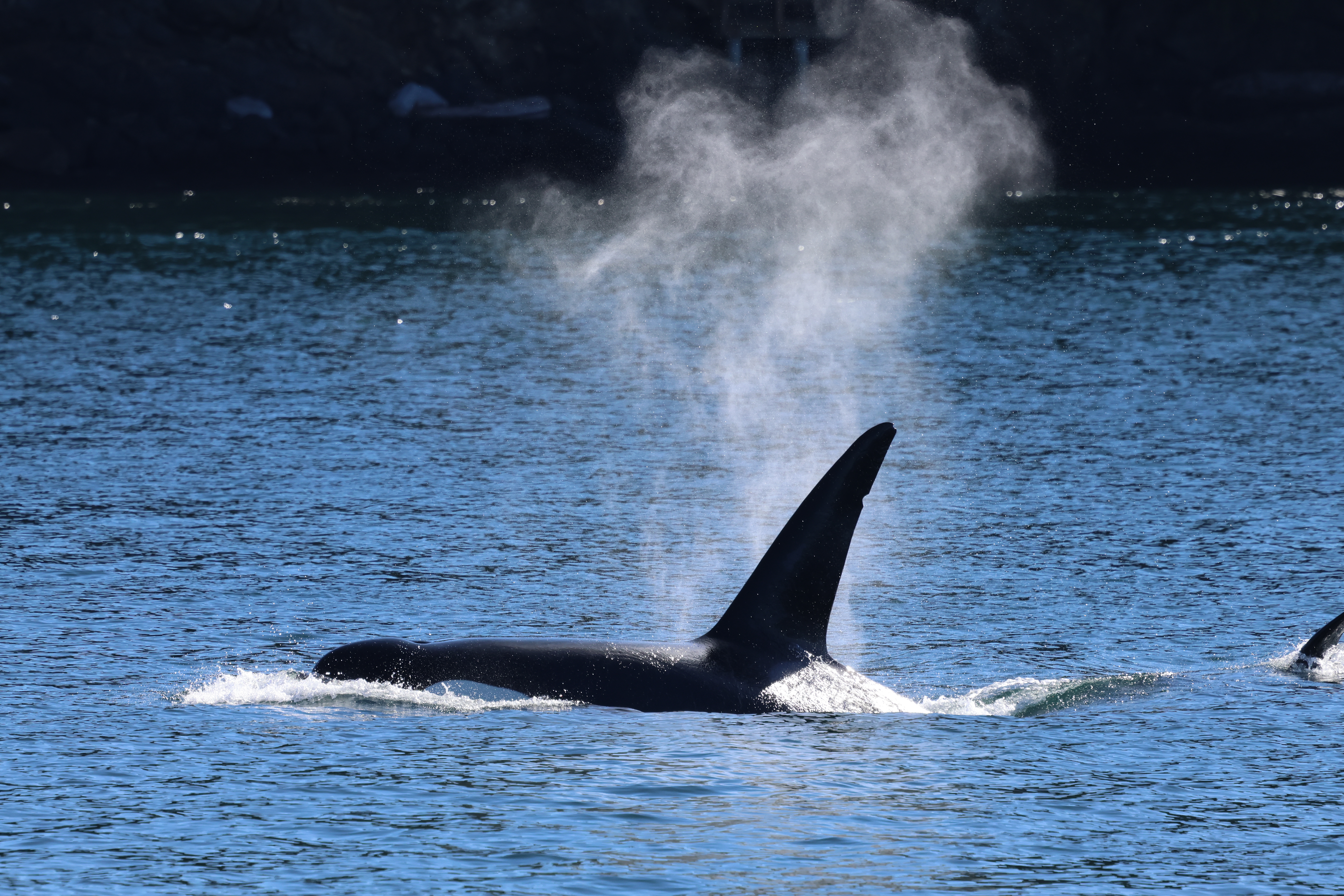 Our orca trip recap