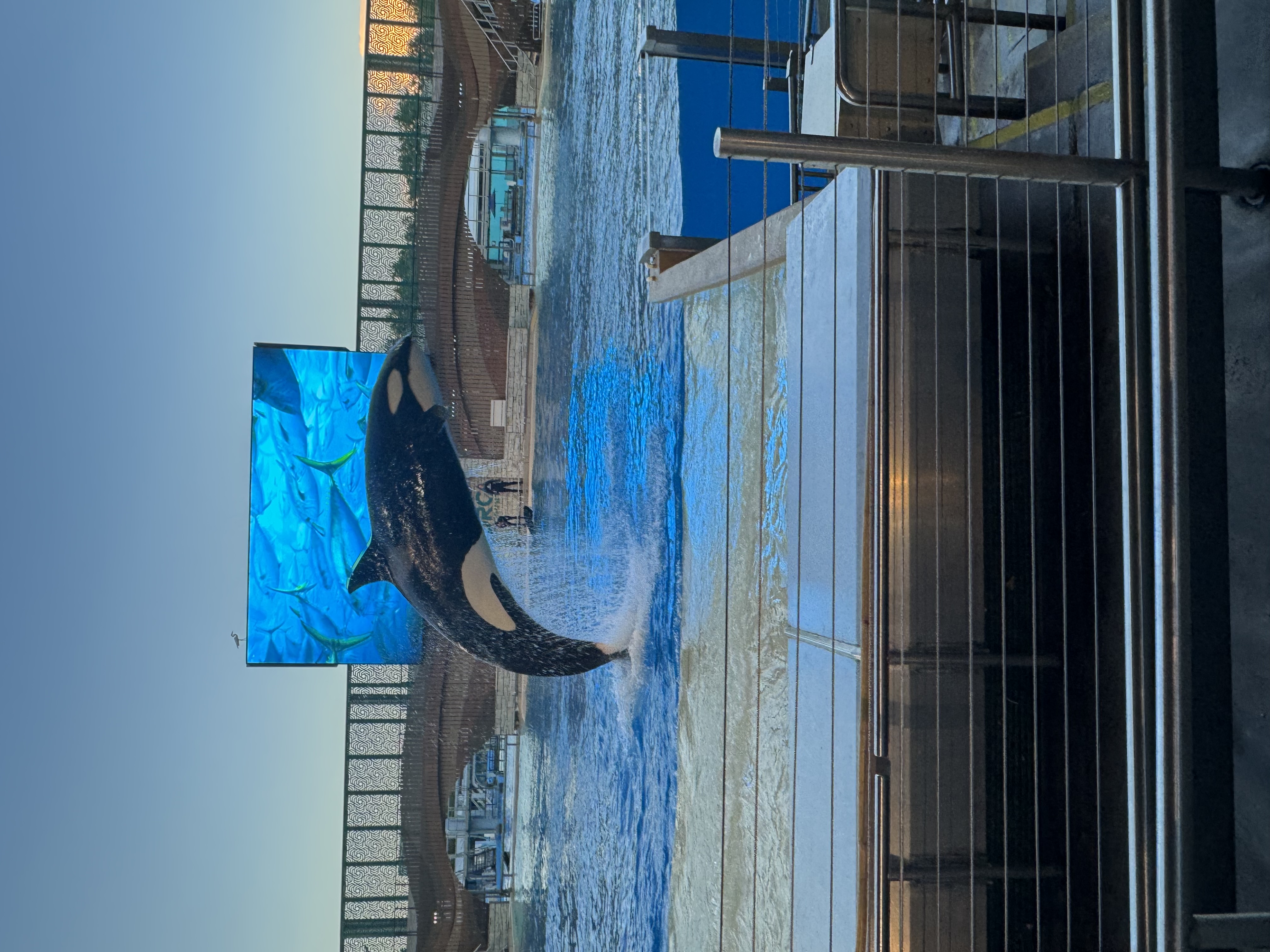 From SeaWorld to the Wild...chasing a dream