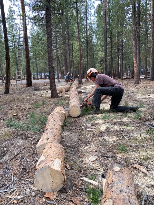 storm cleanup fallen trees to restore space and access