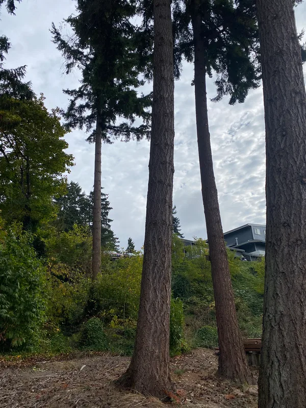 wildfire fuels abatement to assist with firewise compliance