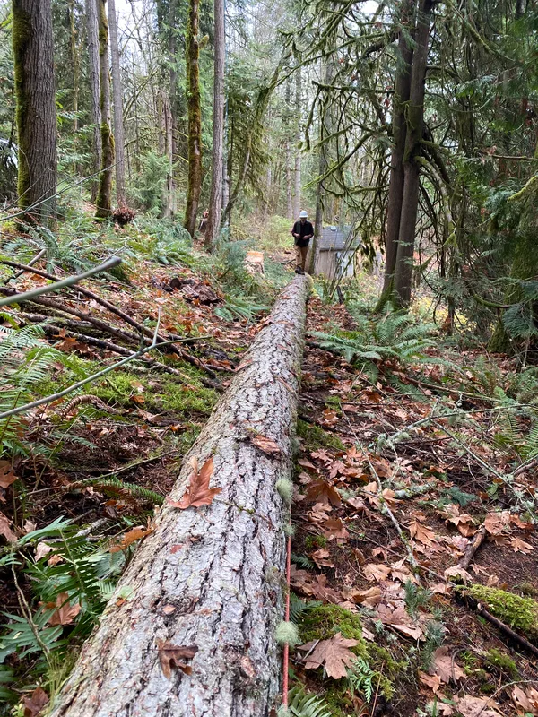 Construction tree clearing for space and access