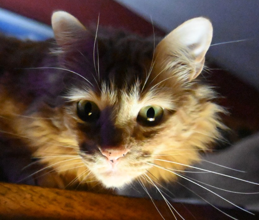 Orange Cat looking into camera.