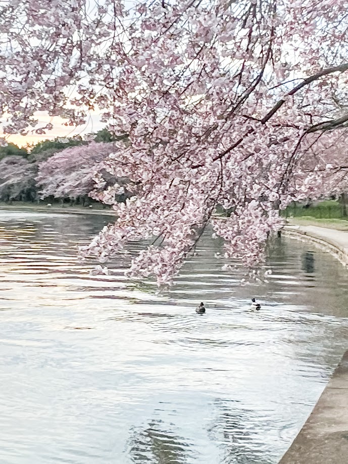 Washington DC tidal basin with two ducks swimming in the pond. There is a tree in bloom in the foreground with more trees in the background. 