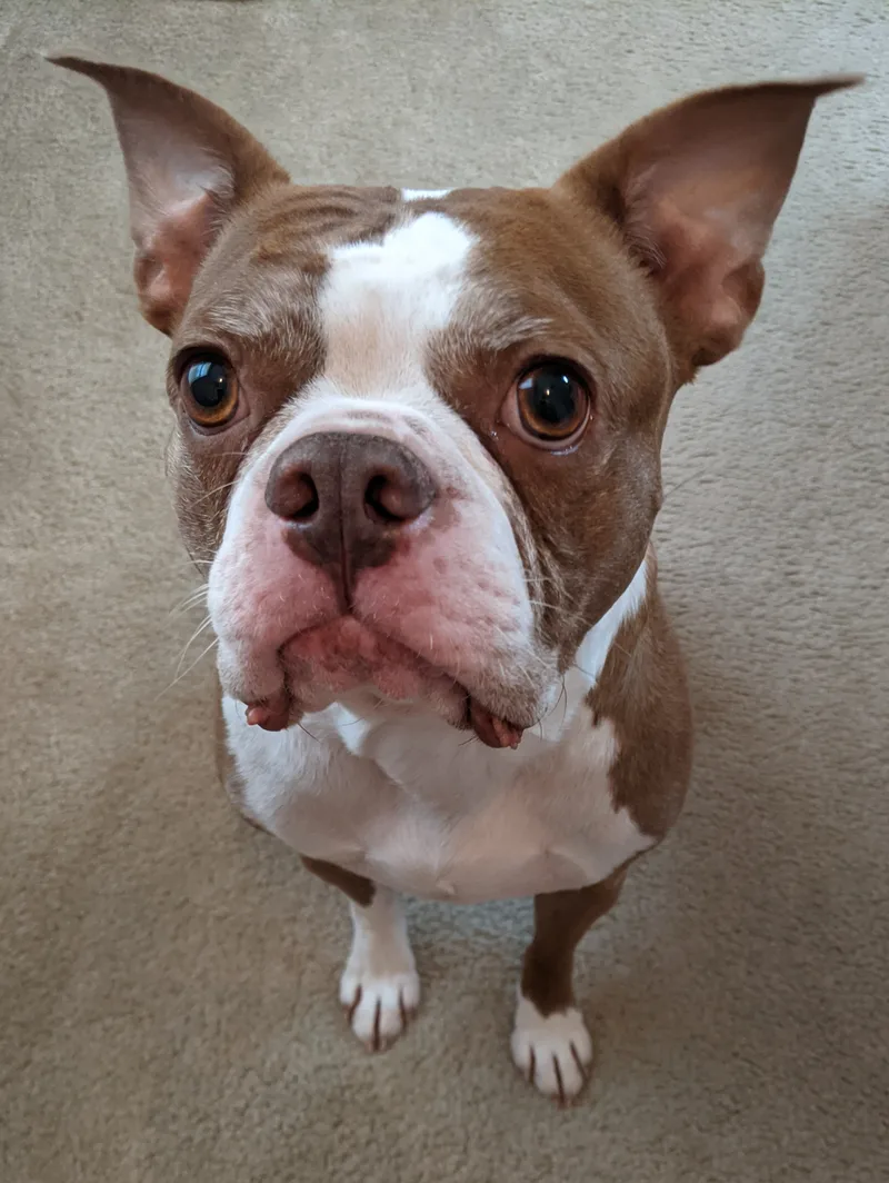 Hank