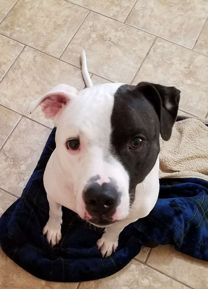 Rocco