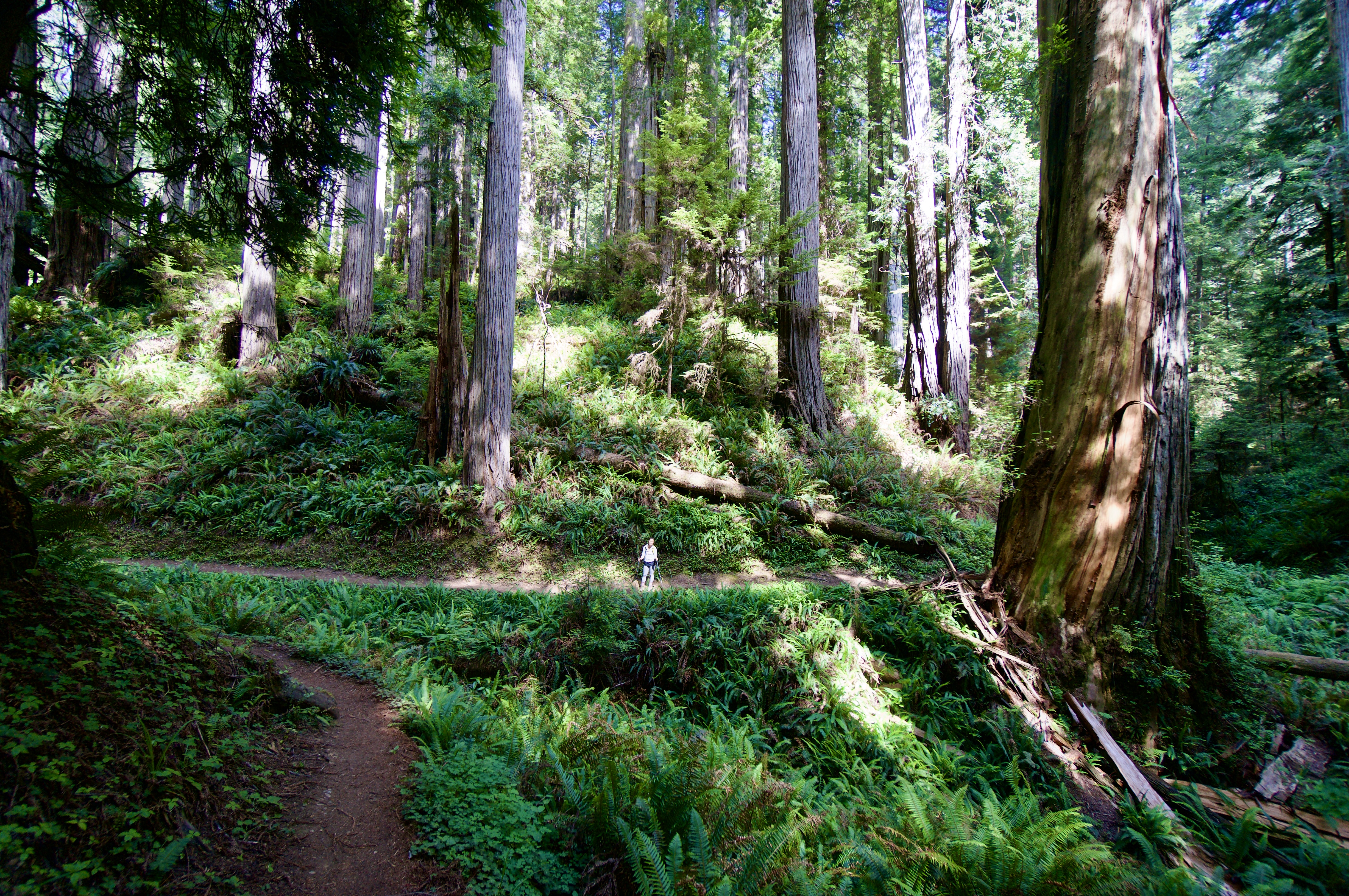 Image description