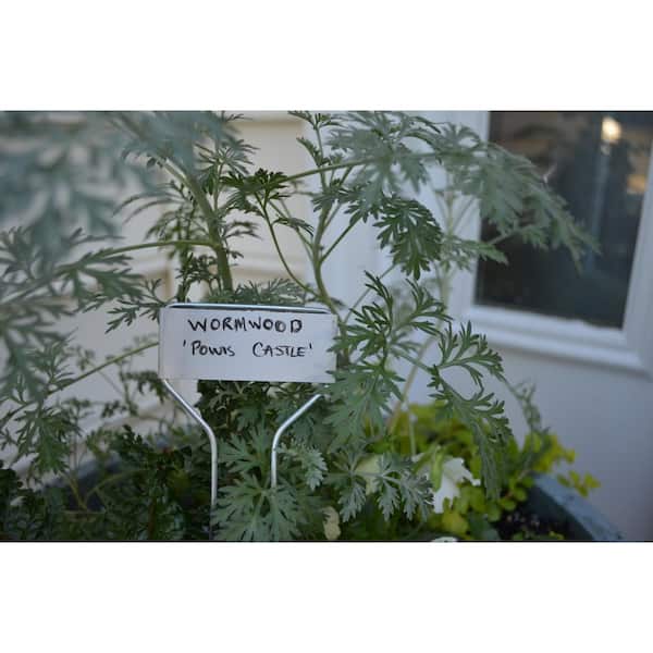 Plant marker in a potted plant labeled 