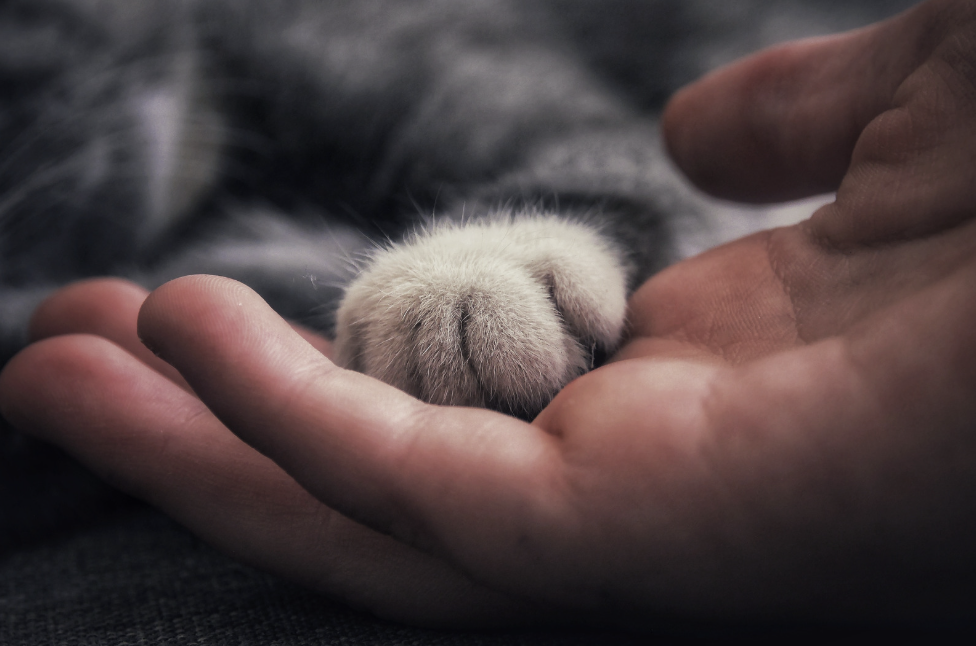 human hand holding cat's paw