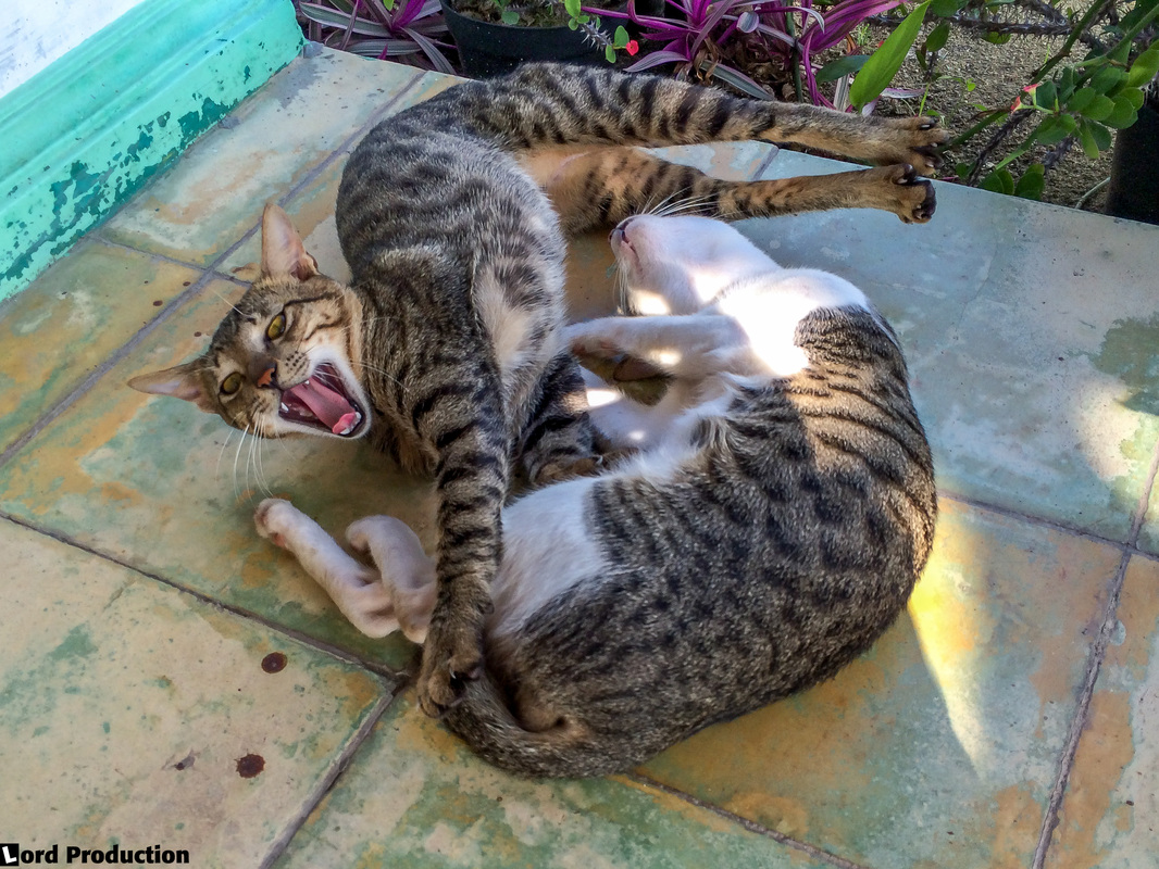 Reviews of restaurants in Indonesia, Cafe Amore, cats