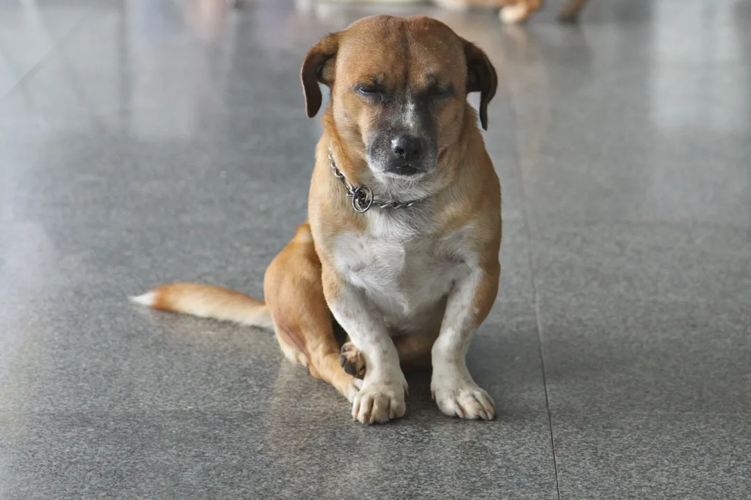 Cute dog in Thailand