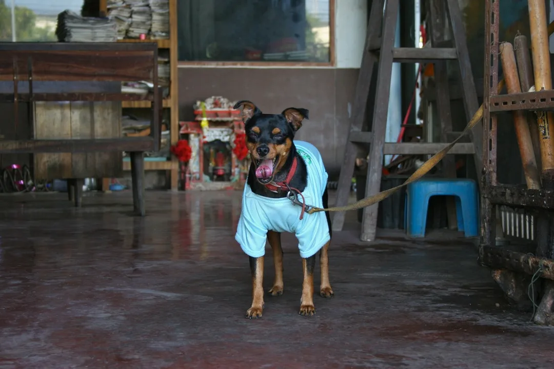 Cute dog in Hua Hin