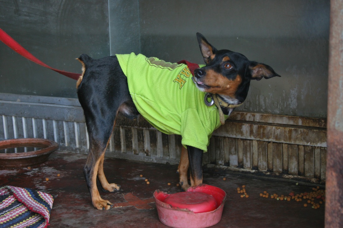 Cute dog Hua Hin