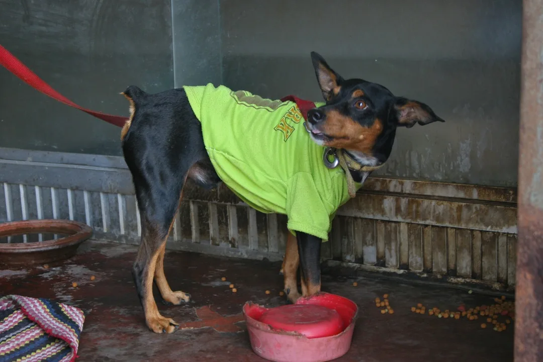 Cute dog Hua Hin