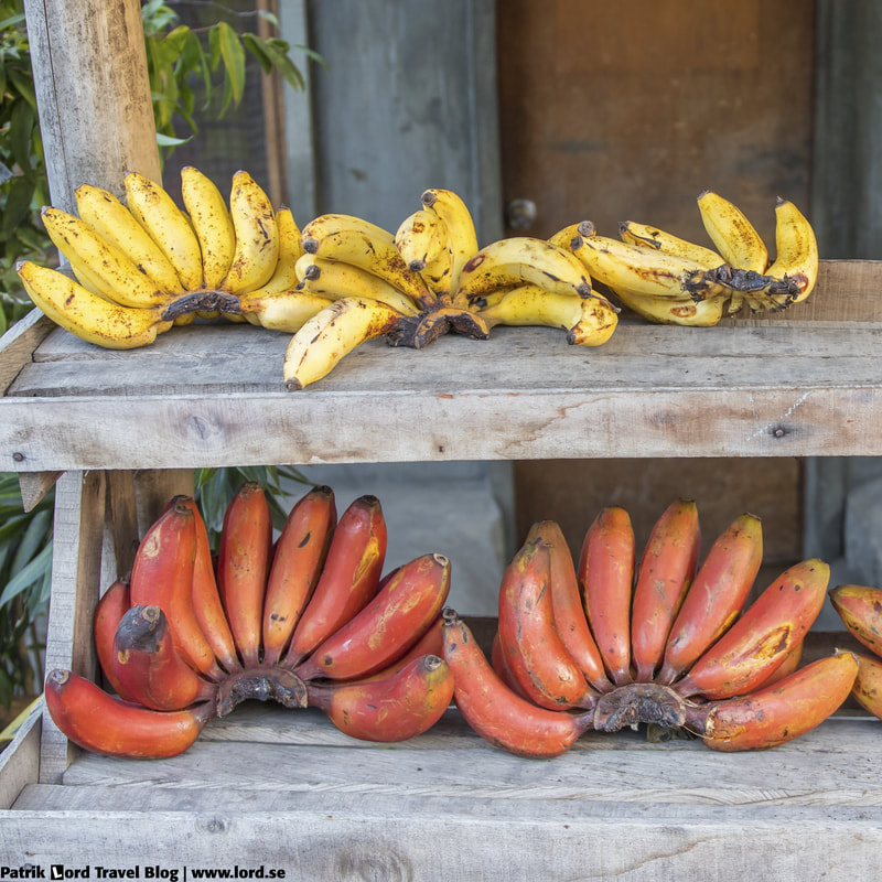 Bananas, Dumaguete, Philippines © Patrik Lord Travel Blog