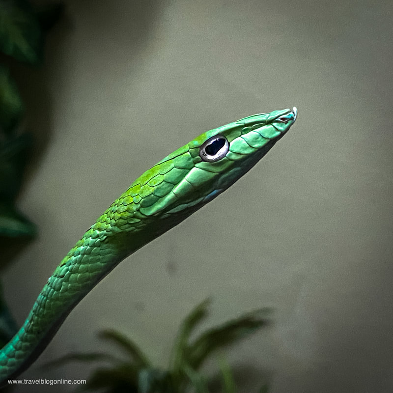 Bangkok, Thailand, a green snake © www.travelblogonline.com
