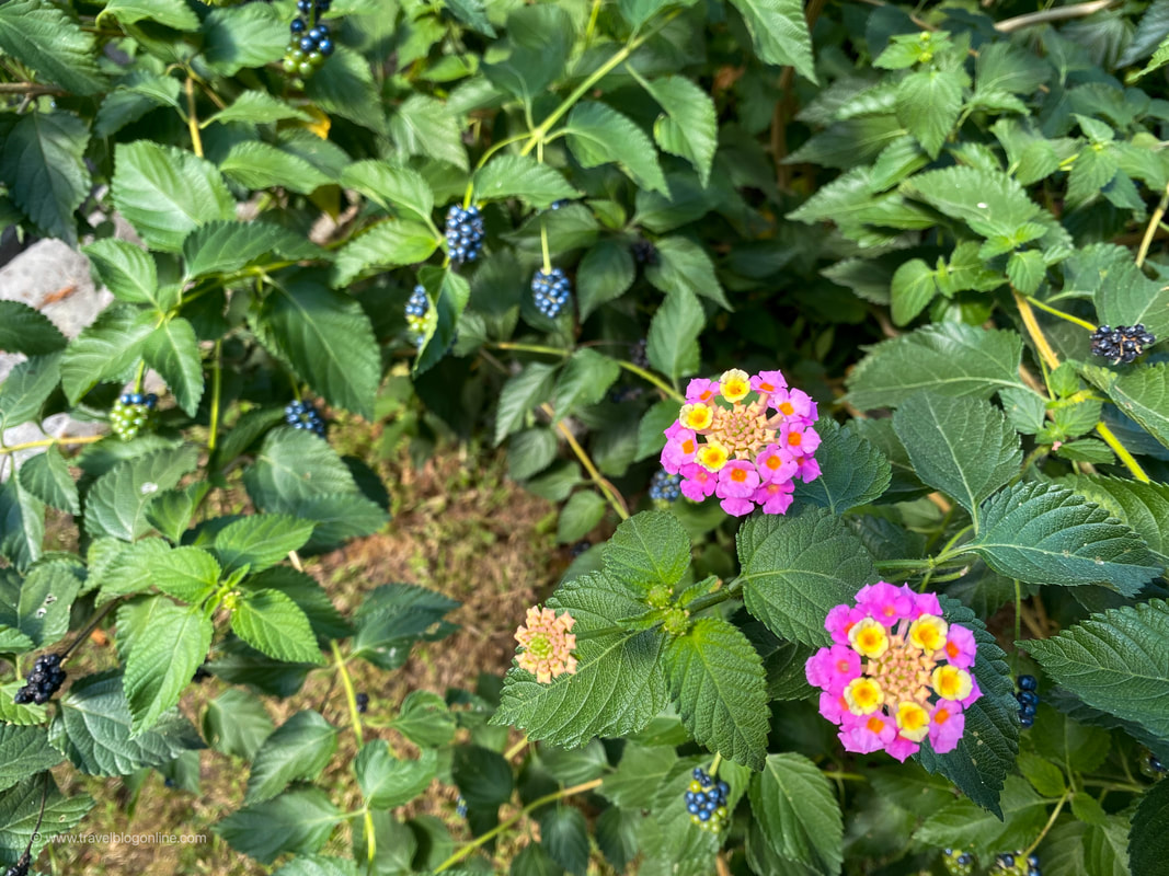 Camping Legjenda, blackberries, Shkoder, Albania © Patrik Lord Travel Blog