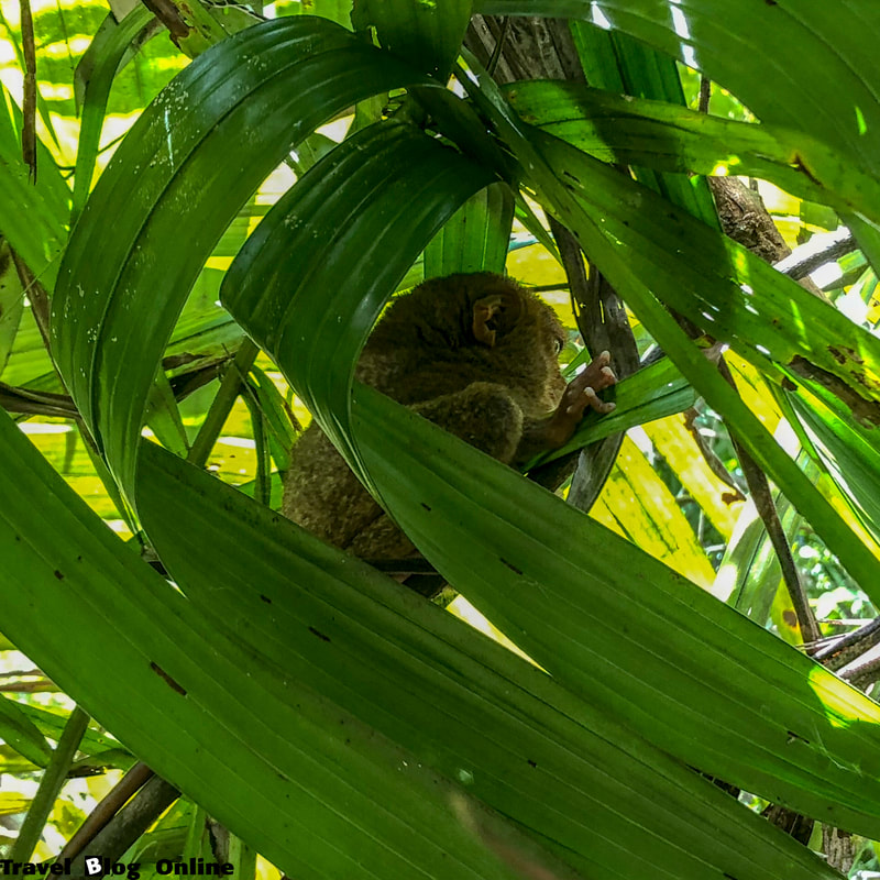 Corella, Bohol, Tarsier sanctuary, Philippines, © travelblogonline.com