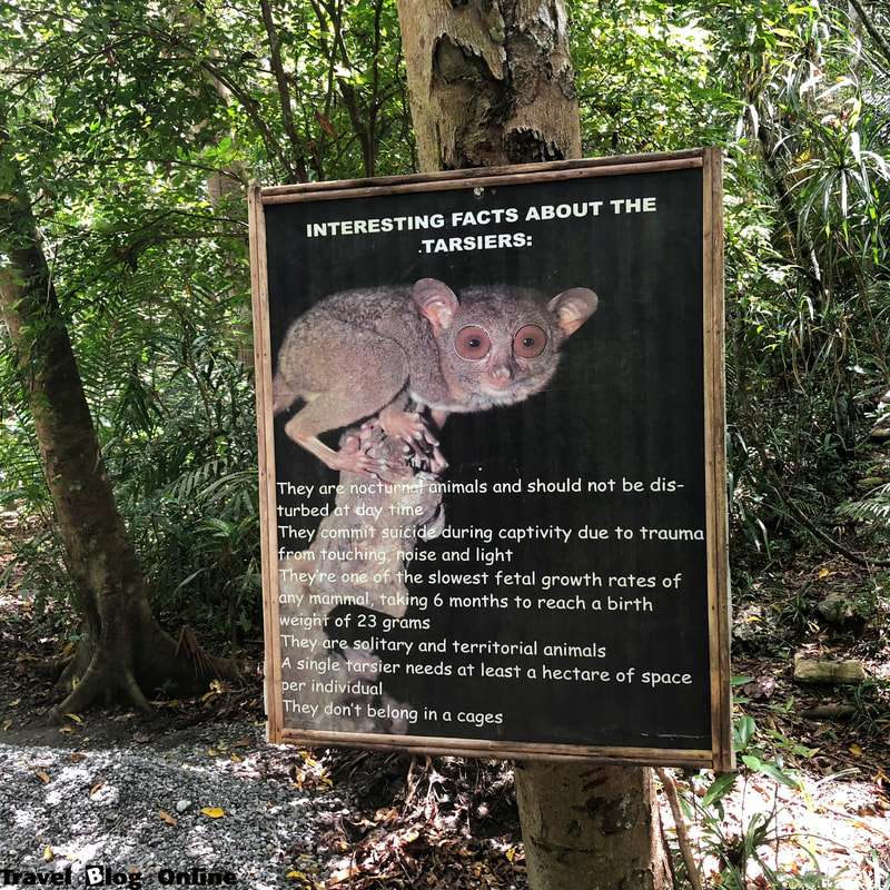 Corella, Bohol, Tarsier sanctuary, Philippines, © travelblogonline.com