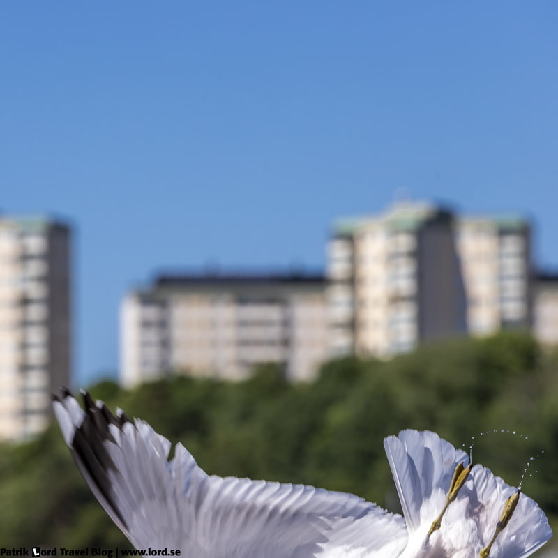 Fiskmås, Sea gull, Larus canus © Patrik Lord Travel Blog