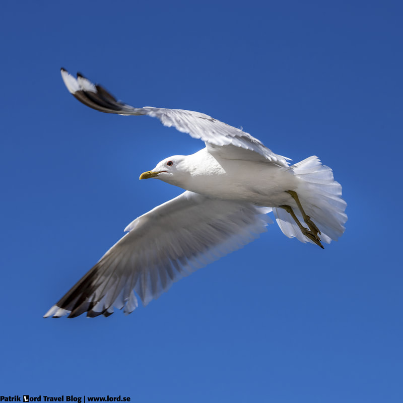 Fiskmås, Sea gull, Larus canus © Patrik Lord Travel Blog