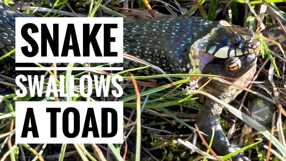 Snake swallows a toad