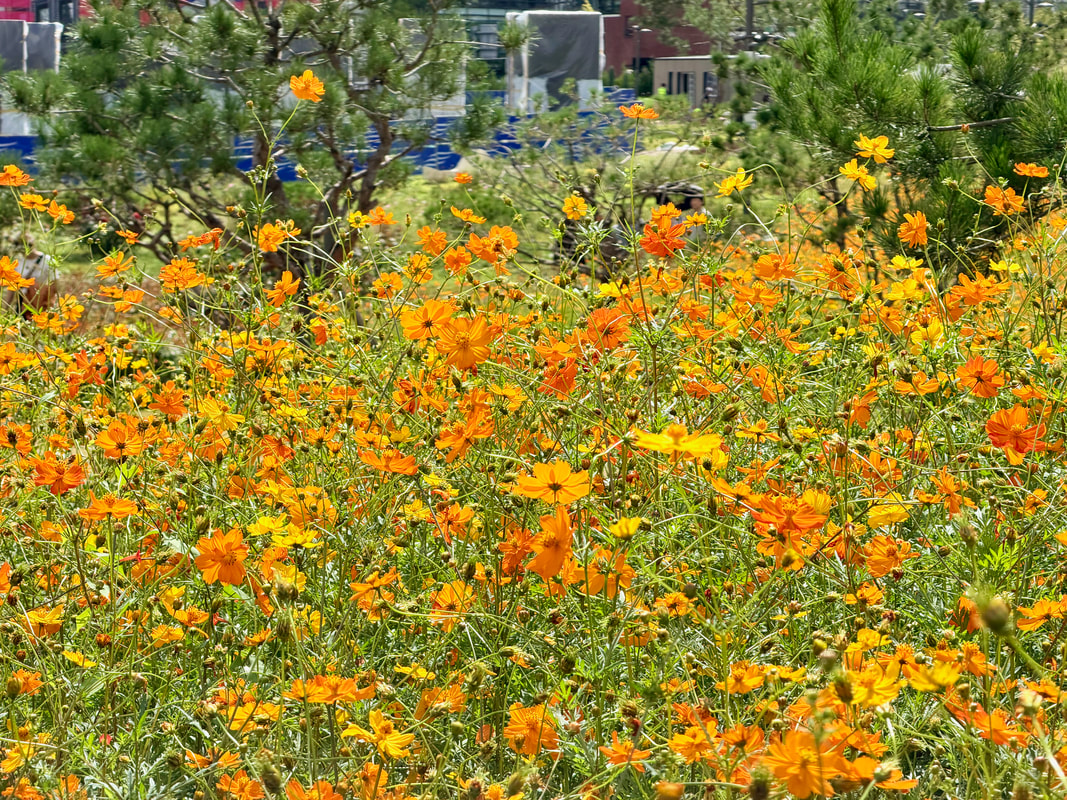 © Patrik Lord Flowers near the National Museum of Modern and Contemporary Art (MMCA) in Seoul