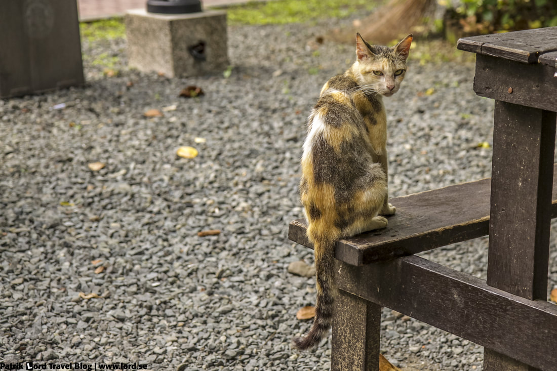 Intramuros, Cat, Manila, Philippines © Patrik Lord Travel Blog
