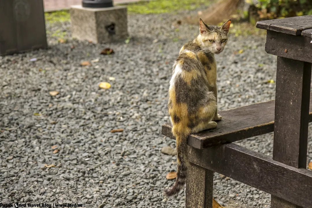 Intramuros, Cat, Manila, Philippines © Patrik Lord Travel Blog