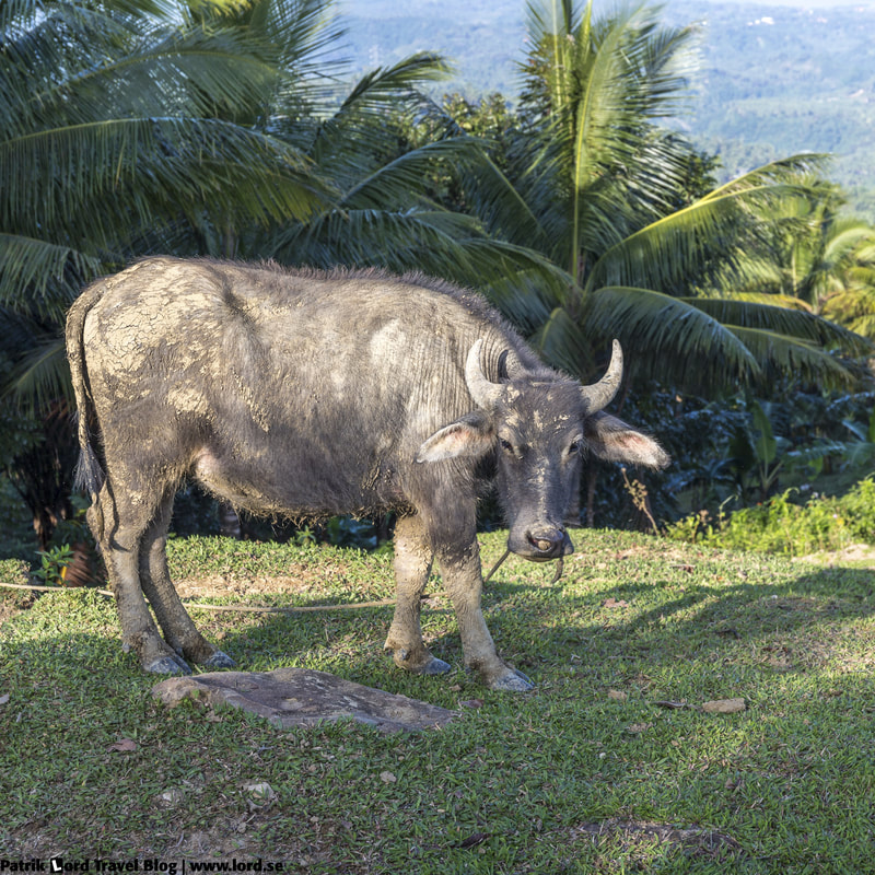 Carabao, Puncak Tanawan, Negros, Philippines © Patrik Lord Travel Blog