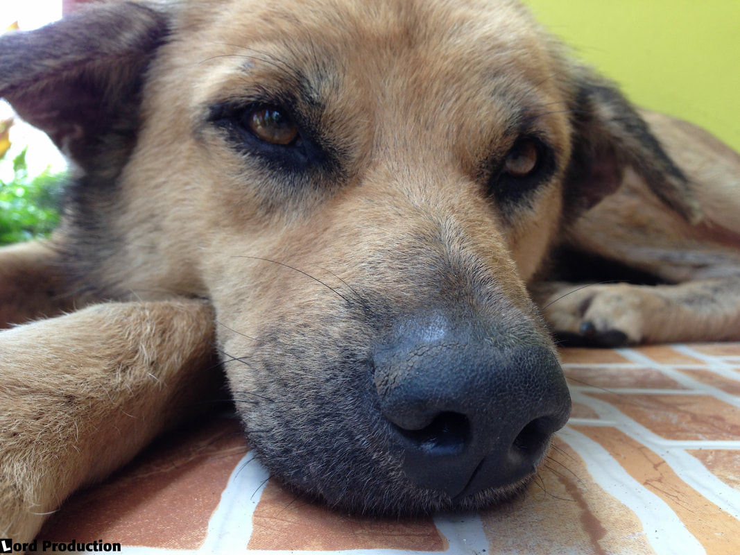 Reviews of hotels in Philippines Samal Island The Red Parrot Inn dog © Patrik Lord Travel Blog