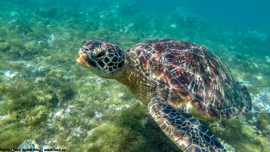 Sea Turtle Apo Island Philippines © Patrik Lord Travel Blog
