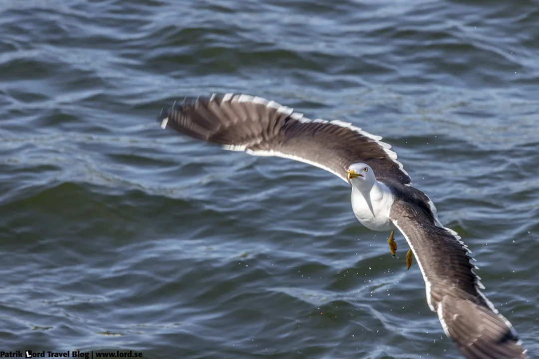 Silltrut, Lesser black-backed gull, Larus fuscus © Patrik Lord Travel Blog