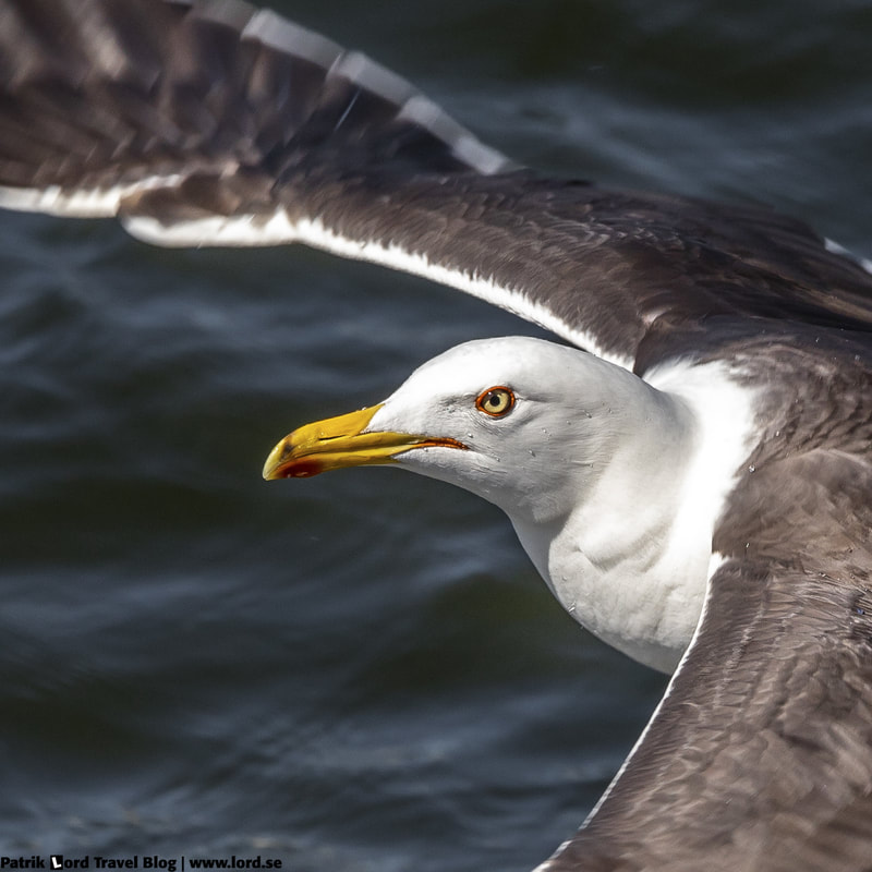 Silltrut, Lesser black-backed gull, Larus fuscus © Patrik Lord Travel Blog