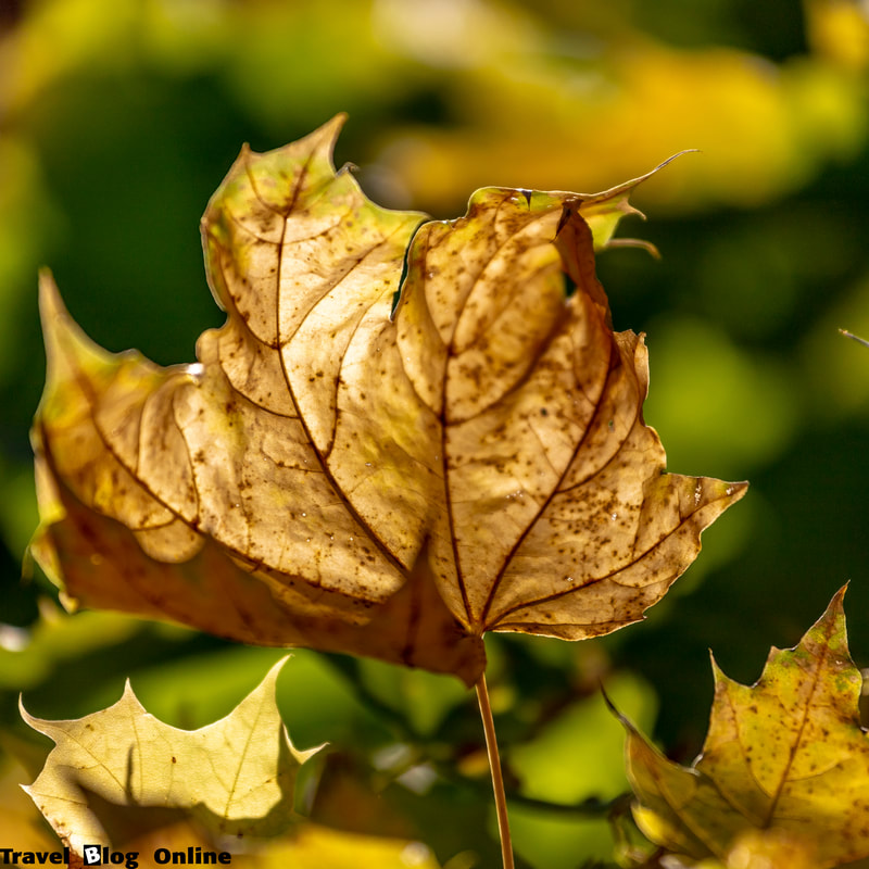 Stockholm, Sweden, Autumn, leaf © www.travelblogonline.com
