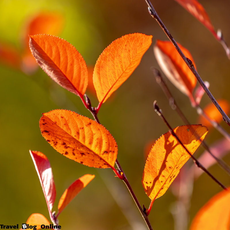 Stockholm, Sweden, Autumn, leafs © www.travelblogonline.com