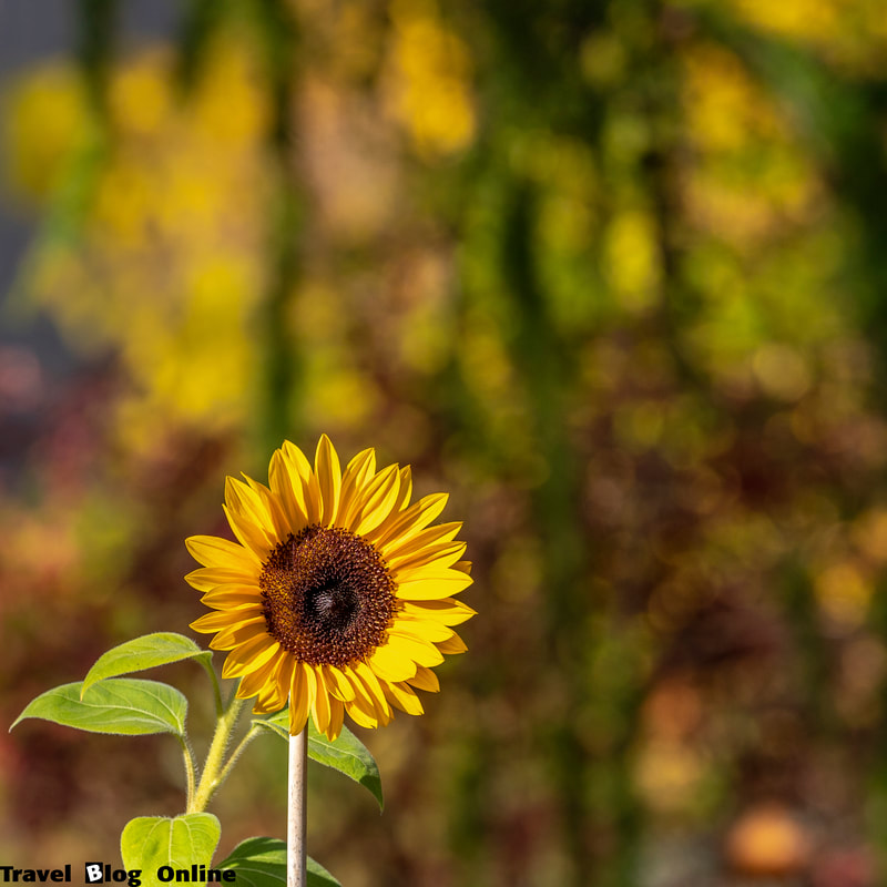 Stockholm, Sweden, Autumn, Sunflower © www.travelblogonline.com