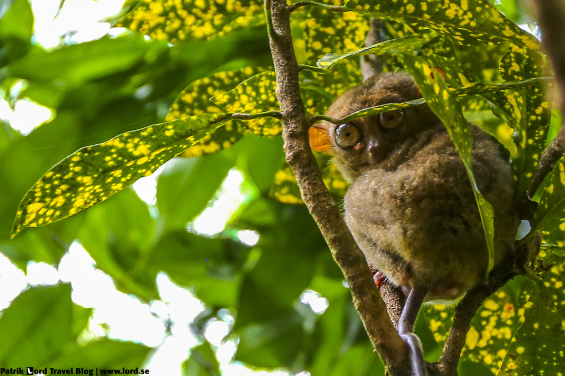 Tarsier Bohol Philippines © Patrik Lord Travel Blog