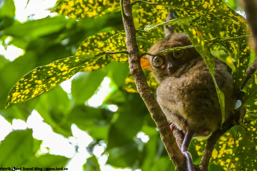 Tarsier Bohol Philippines © Patrik Lord Travel Blog