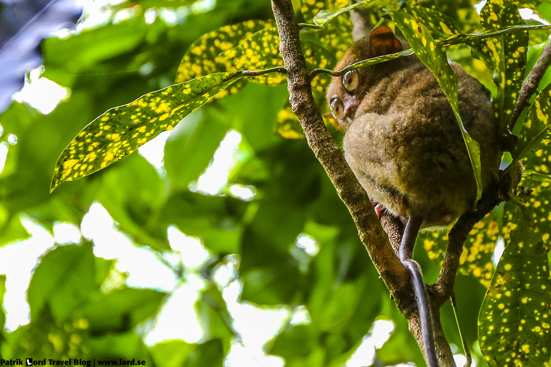 Tarsier Bohol Philippines © Patrik Lord Travel Blog