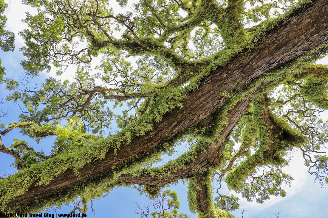 The boulevard, Tree, Dumaguete, Philippines © Patrik Lord Travel Blog
