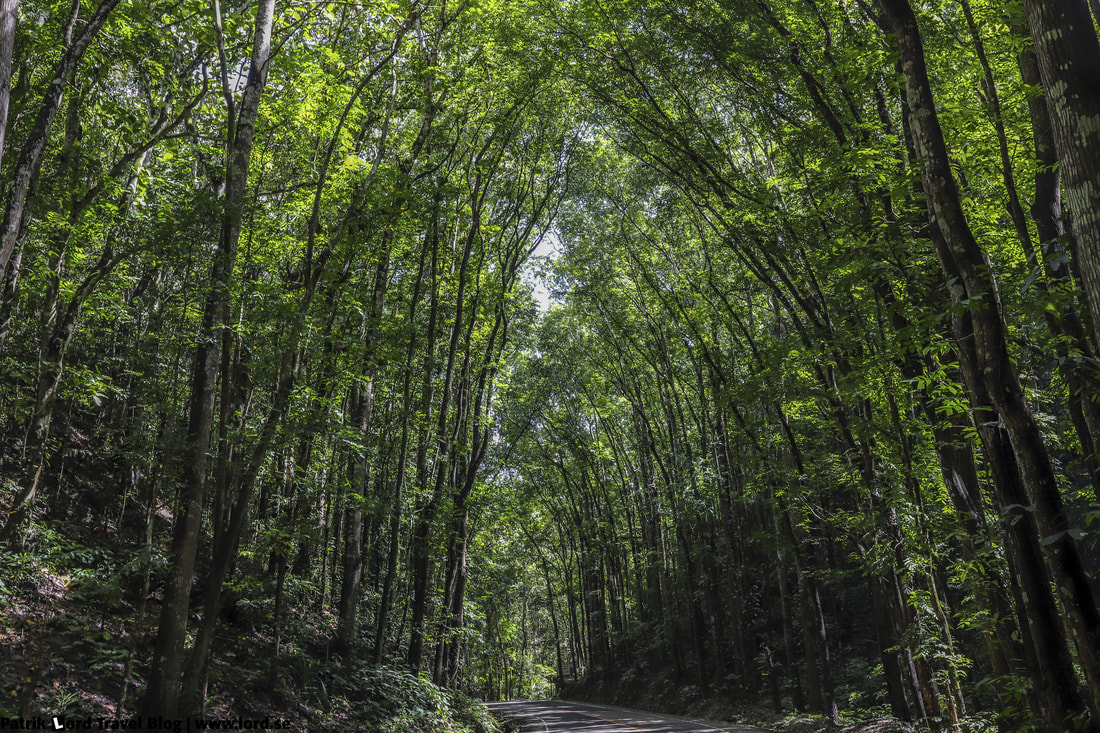The man-made forest, Bilar, Bohol Philippines © Patrik Lord Travel Blog