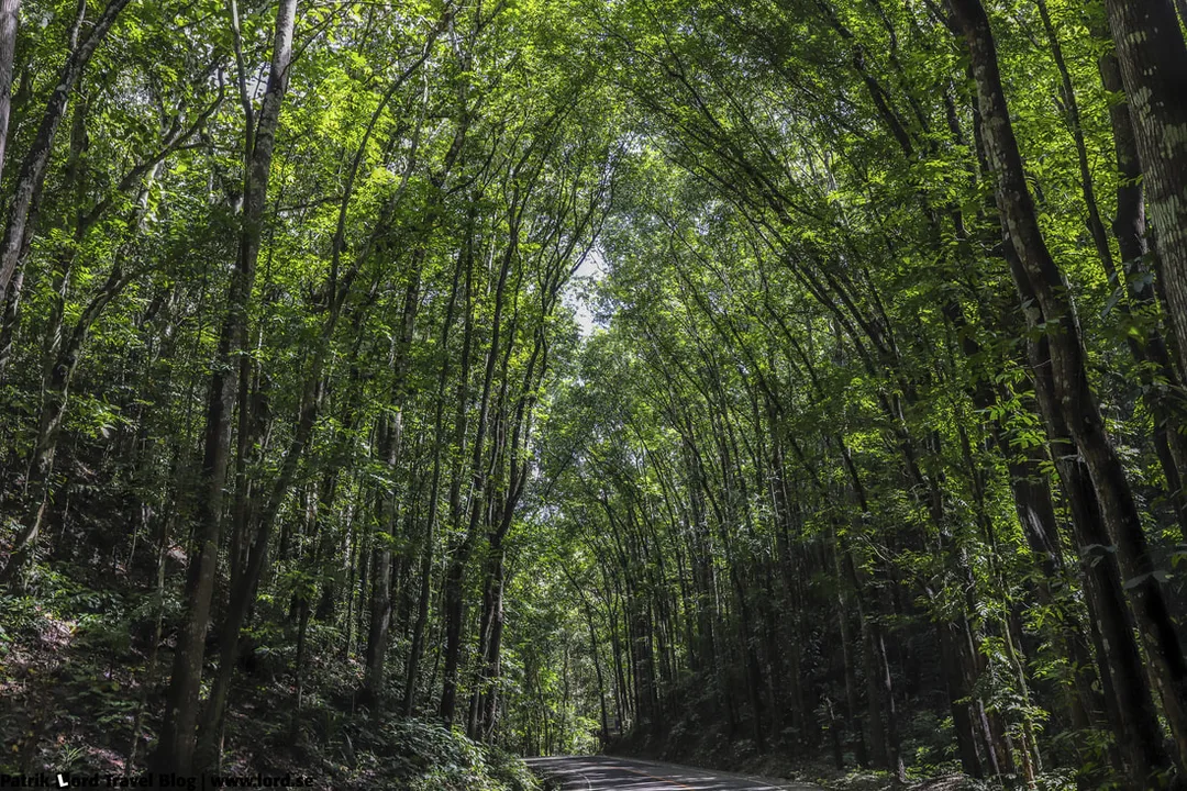 The man-made forest, Bilar, Bohol Philippines © Patrik Lord Travel Blog