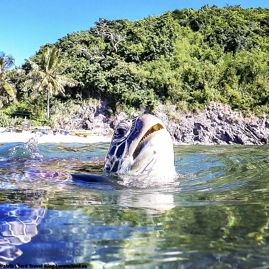 Sea Turtle, Apo Island, Philippines © Patrik Lord Travel Blog