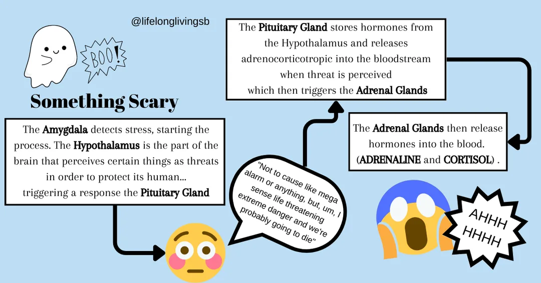 Sympathetic Nervous System in Anxiety Responses