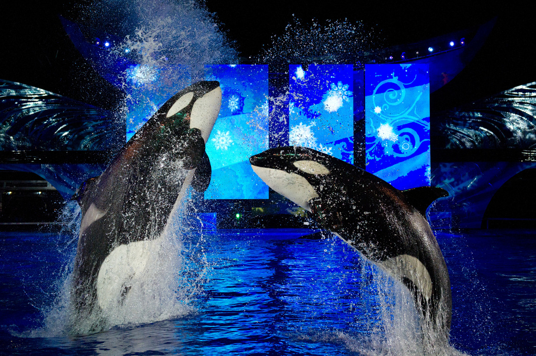 Thoughts on the ending of the Orca breeding program at SeaWorld